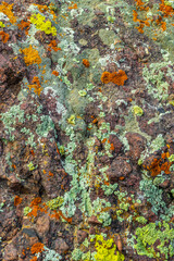 Vibrant lichens cover the rough surface of a rock in a natural setting. Daytime light enhances the...
