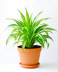 Fototapeta premium Vibrant Variegated Dracaena Plant with Green and White Striped Leaves in a Terracotta Colored Plastic Pot, Perfect for Brightening Any Modern Indoor Space