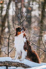 Fototapeta premium A beautiful brown Australian Shepherd male dog walks in a winter pine forest with snow