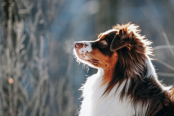 Fototapeta premium A beautiful brown Australian Shepherd male dog walks in a winter pine forest with snow