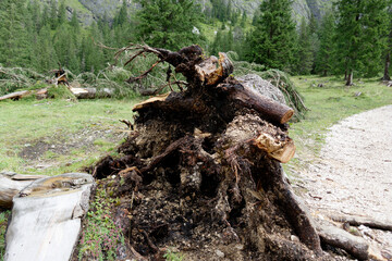 Fototapeta premium Uprooted Tree Stump