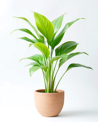 Fototapeta premium Bright green plant with broad leaves in a simple terra cotta pot, isolated on a white studio background