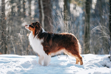 A beautiful brown Australian Shepherd male dog walks in a winter pine forest with snow © Julia Suhareva