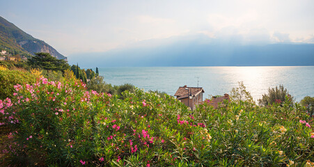 blooming oleander bushes, mediterranean landscape lake Gardasee, italy