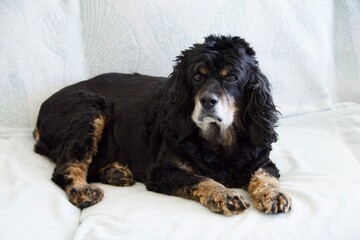 dog cocker spaniel pet laying down