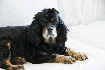 American Cocker spaniel dog lying down