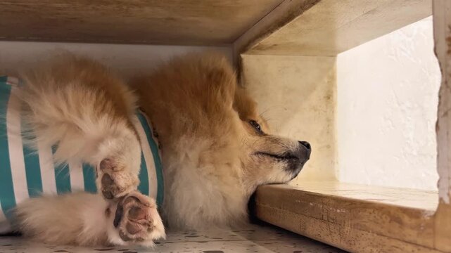 Cute Pomeranian in T-Shirt Hiding Under Cabinet at Dog Cafe &ndash; 4K Horizontal