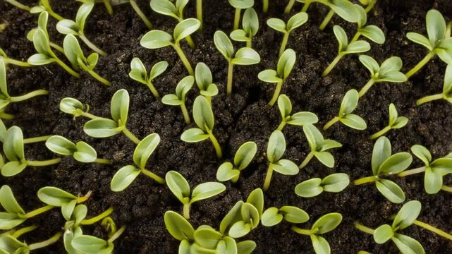 4K timelapse of green seedlings sprouting from rich soil, soft natural sunlight, shallow depth of field, gentle camera slide, fresh organic growth concept, ultra detailed. 4K UHD