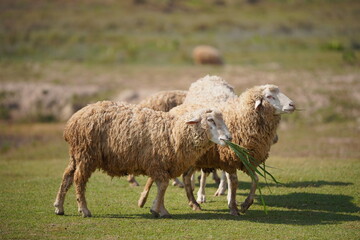 Obraz premium Group of sheep standing on green grass field in rural countryside under daylight. Livestock farming scene representing agriculture, farm animals, sustainable farming, and peaceful environment.