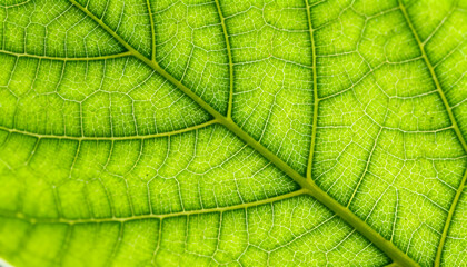 Vibrant, Detailed Close-Up of a Green Leaf Showing Intricate Veins and Translucent Textures, Capturing the Essence of Nature's Design and Botanical Beauty
