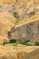 A touch of green trees at Moonland, near Lamayuru, named for its uncanny resemblance to the surface of the Moon. Naturally eroded, soft clay hills giving it a true lunar vibe. Lamayuru, Ladakh, India.