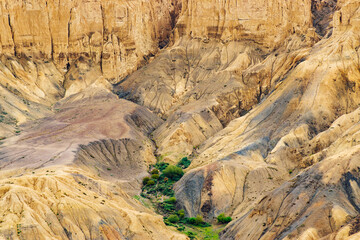A touch of green trees at Moonland, near Lamayuru, named for its uncanny resemblance to the surface of the Moon. Naturally eroded, soft clay hills giving it a true lunar vibe. Lamayuru, Ladakh, India.