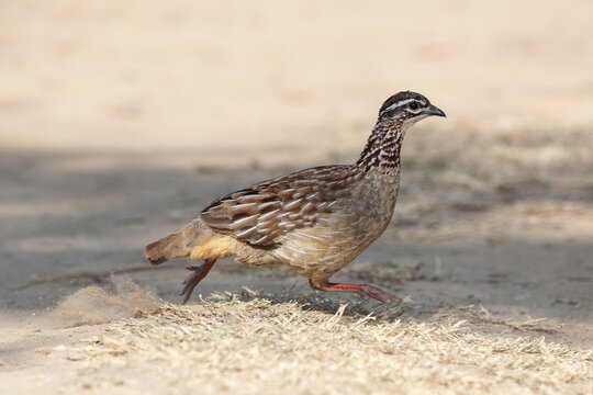 running crested francolin (Ortygornis sephaena) found at Bishangari in Ethiopia