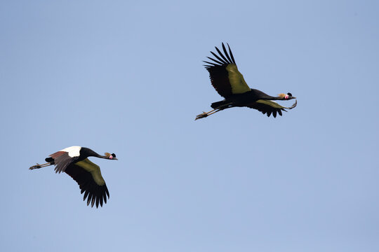 couple of black crowned-crane (balearica pavonina ceciliae) in flight above alemgono wetland in kaffa region near Bonga in Ethiopia