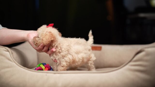 Adorable tiny poodle puppy with a red bow sitting in a cozy dog bed, looking curiously at the camera. High-quality portrait of a cute toy poodle or maltipoo dog