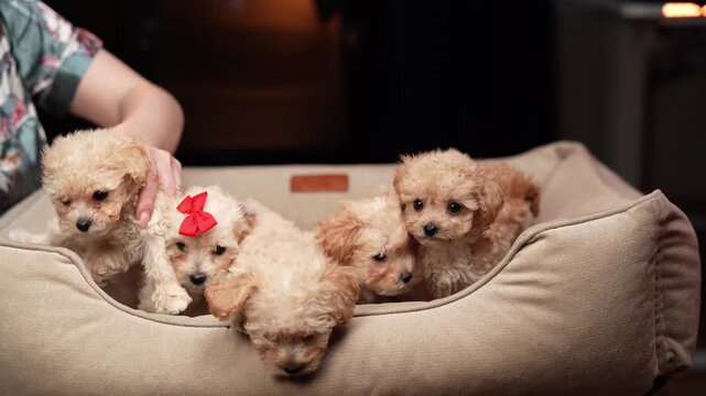 Adorable tiny poodle puppy with a red bow sitting in a cozy dog bed, looking curiously at the camera. High-quality portrait of a cute toy poodle or maltipoo dog