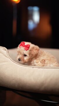 Adorable tiny poodle puppy with a red bow sitting in a cozy dog bed, looking curiously at the camera. High-quality portrait of a cute toy poodle or maltipoo dog