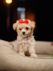 Adorable tiny poodle puppy with a red bow sitting in a cozy dog bed, looking curiously at the camera. High-quality portrait of a cute toy poodle or maltipoo dog