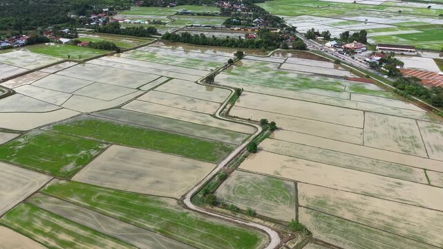 Labuh Banting green rice paddies and curved irrigation road