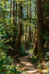 Obraz premium Sun-dappled wooden trail winding through lush old-growth forest in Olympic National Park