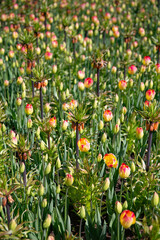 Fritillaria Imperialis and Vibrant Tulips Blooming in a Spring Garden