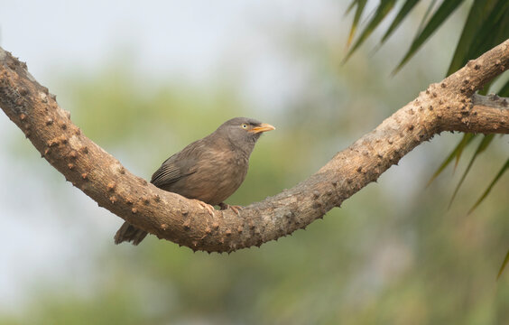 A jungle babbler (Argya striata) on a tree branch.