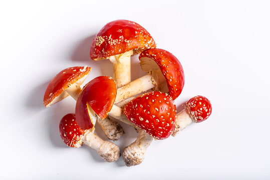 Amanita muscaria mushroom isolated on white, microdosing and laboratory research concept