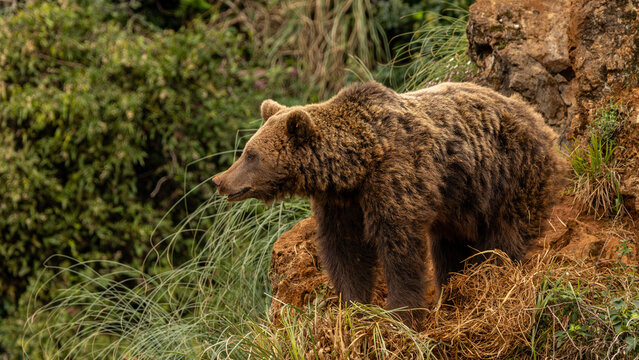 Oso pardo