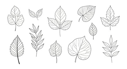 Various Leaf Illustrations in Black and White.