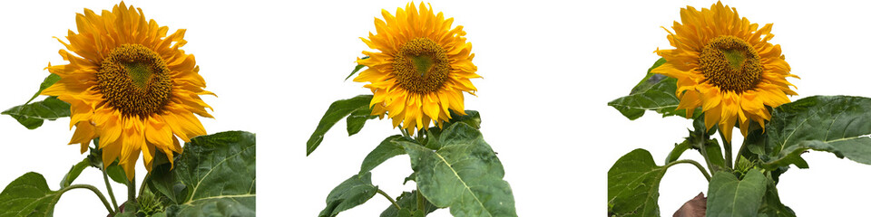 Obraz premium Three vibrant sunflower PNG collection with transparent background, high resolution design