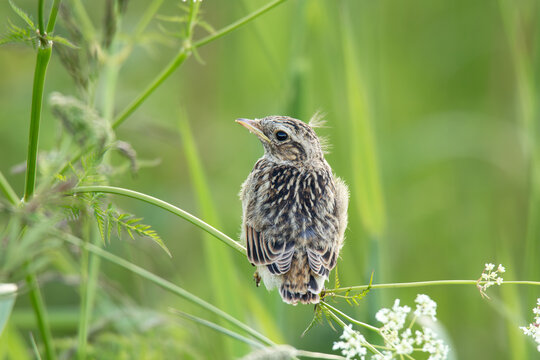 Eurasian skylark fledgling sitting on a cow parsley leaf stalk