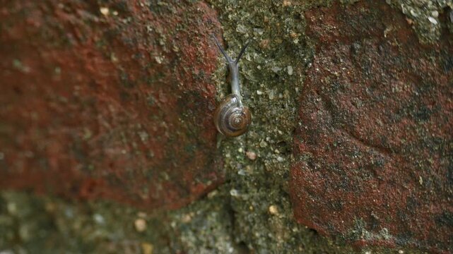 Oxychilus draparnaudi or&nbsp;Draparnaud's glass snail. It&nbsp;is a species of small&nbsp;land snail, a&nbsp;terrestrial&nbsp;pulmonate&nbsp;gastropod&nbsp;mollusc&nbsp;in the family&nbsp;Oxychilidae, the glass snails. Snail in wall rain season