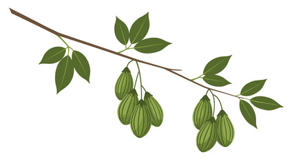 Fototapeta premium A thin brown branch displays clusters of green ribbed oblong fruits and sets of three leaves against a white background in a vector illustration.
