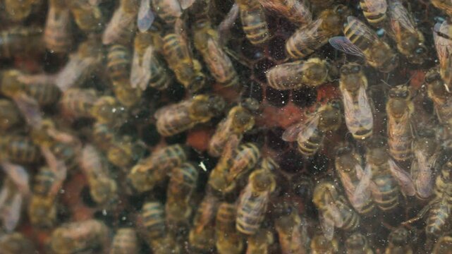 Observation of bee colony activity in a glass hive structure