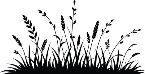 Silhouette of tall grass and wheat stalks against a white background black and white nature 1