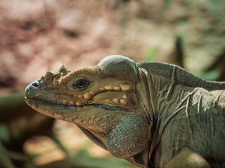Fototapeta premium Portrait of a Rhinoceros Iguana (Cyclura cornuta)