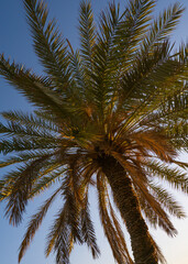 Fototapeta premium A detailed view of a tall palm tree with a mix of green leaves, set against a bright blue sky. The image captures the natural texture and tropical atmosphere, ideal for nature and travel themes.