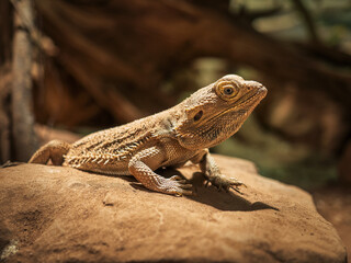 Fototapeta premium Portrait of a bearded dragon