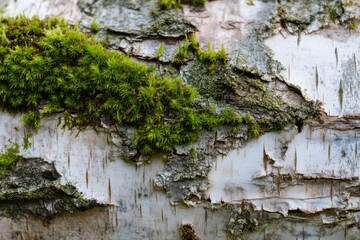 Birch tree bark texture with green moss growing