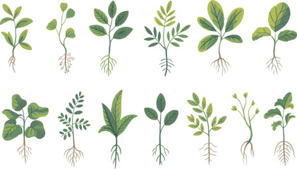Various green plants with different leaf shapes and root systems illustrated on a white background © Montaha,, Creatives