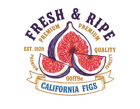 Fig fruit vintage artwork for t-shirt design. Fresh ripe California figs. Premium quality organic fruit. Market food graphic print for apparel. Health