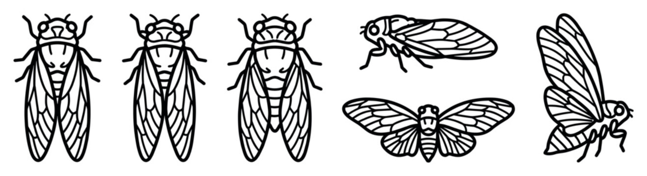 Black and white cicada insect illustration set with multiple views including top-down and side profile, rendered in a bold, minimalist, and graphic line art style