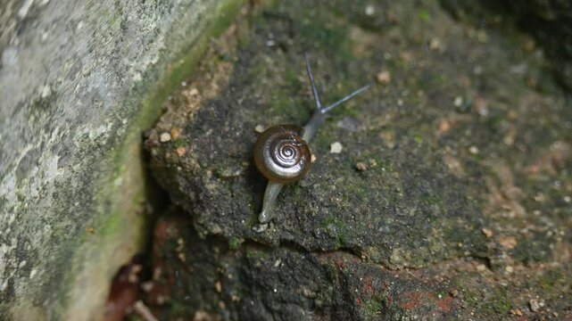 Oxychilus draparnaudi or&nbsp;Draparnaud's glass snail. It&nbsp;is a species of small&nbsp;land snail, a&nbsp;terrestrial&nbsp;pulmonate&nbsp;gastropod&nbsp;mollusc&nbsp;in the family&nbsp;Oxychilidae, the glass snails. Snail in wall rain season