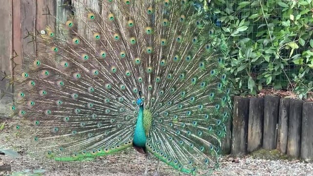 Pavone che fa la ruota