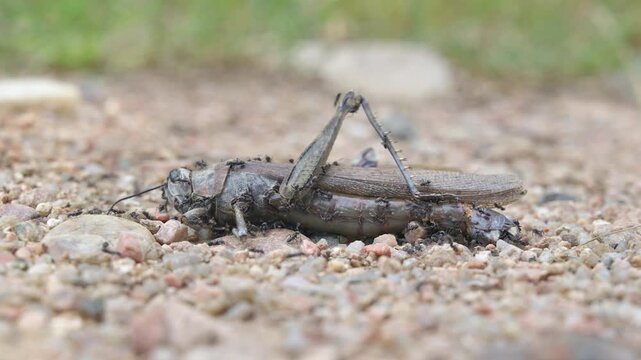 Close-up video of a dead grasshopper lying in green grass while dozens of hungry ants swarm and feed on it. Detailed natural scene showing insect behavior, decomposition process, teamwork and survival