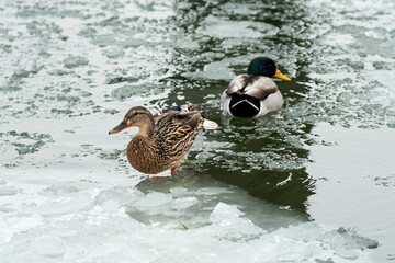 A female and male mallard move across partially frozen water surrounded by drifting ice and cold winter reflections. © Heidi