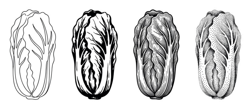 Four Napa cabbage vegetable illustrations showing different artistic styles like line art, high contrast ink, engraving, and stippling in a black and white graphic collection