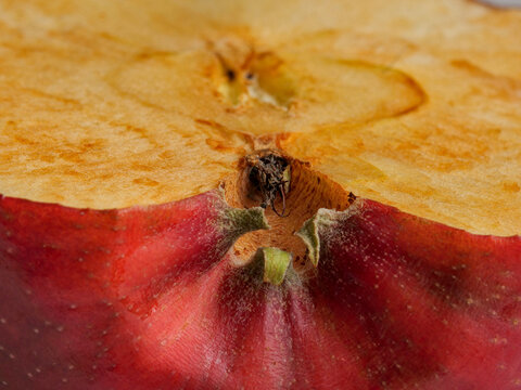 Extreme macro of an apple core and sliced fruit texture. A detailed close-up of a red apple's calyx and the interior flesh, showing natural oxidation and fiber patterns, illustrating healthy eating
