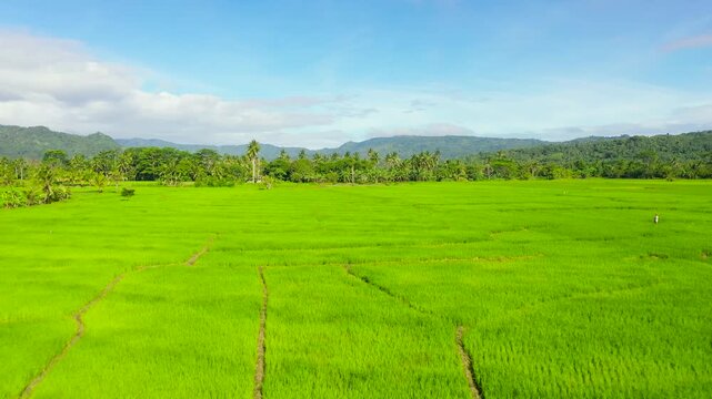 Green Rice Field with Mountains. Agricultural land with rice fields and vegetable plantations. Philippines, Mindanao.