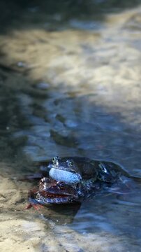 A Male Frog Clasps A Female In Amplexus, A Common Breeding Behavior, In Shallow Water. Springtime Amphibian Reproduction Ritual. Natural Wildlife. Vertical